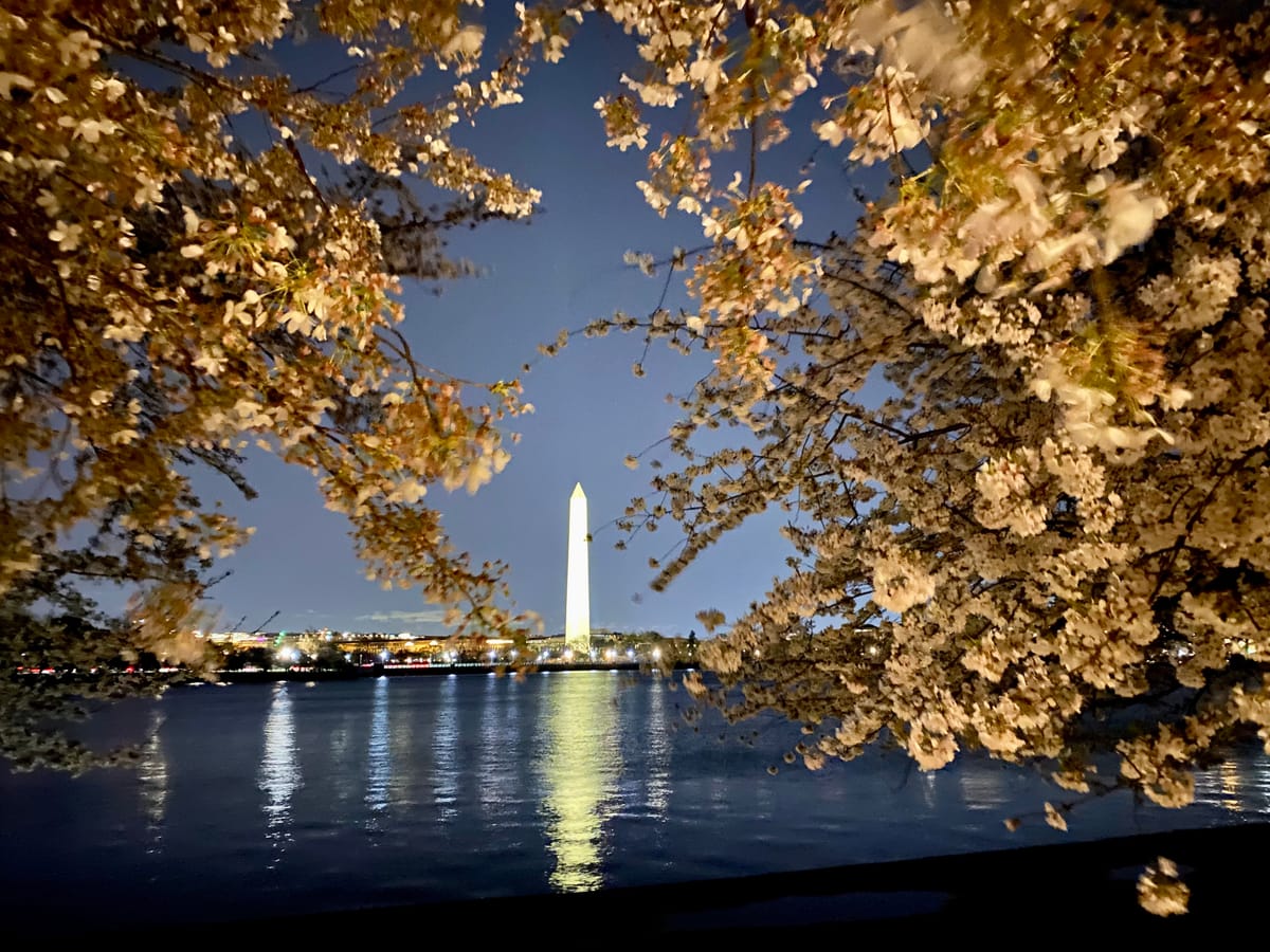 Beauty: DC Cherry Blossoms by Night