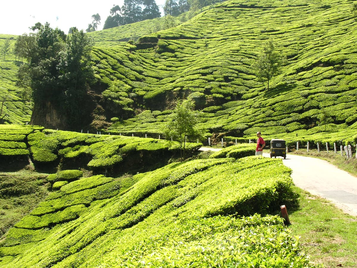 Time Travel: Tea Fields & Houseboats of Kerala, India in 2006